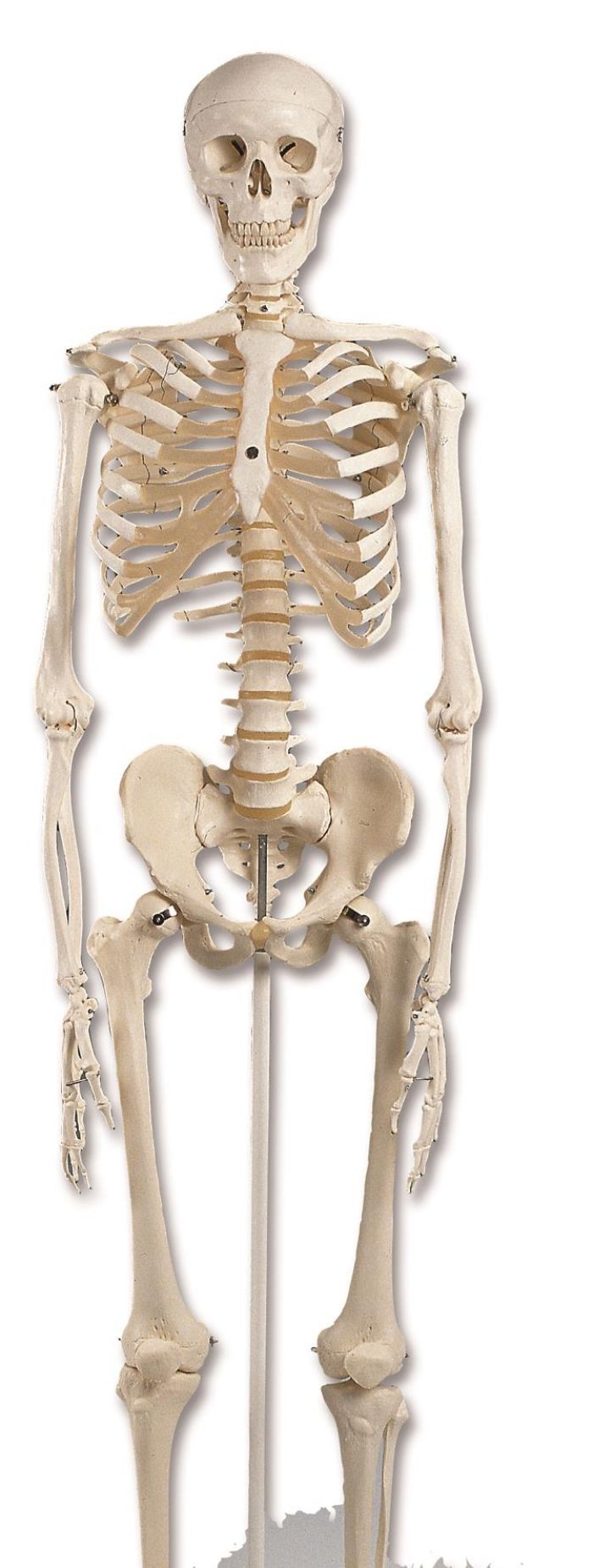 Functional Skeleton on Stand - (Single)