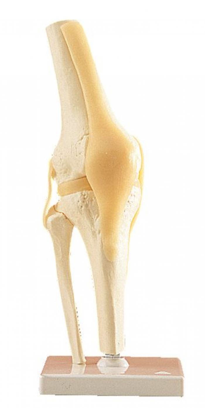 Flexible Ligamented Knee Joint - (Single)