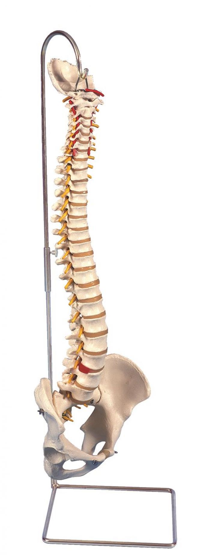 Flexible Spine with Pelvis & Femur Heads - Height: 83cm - (Single)